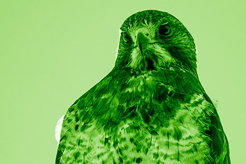 Curious Rough Legged Hawk Eying Intruder Below (Green Shade)