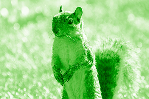 Curious Squirrel Standing On Hind Legs (Green Shade Photo)