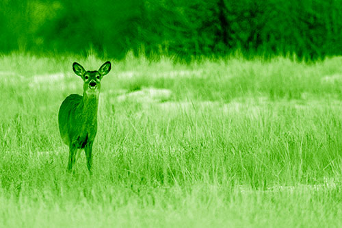 Curious White Tailed Deer Watching Among Snowy Field (Green Shade Photo)