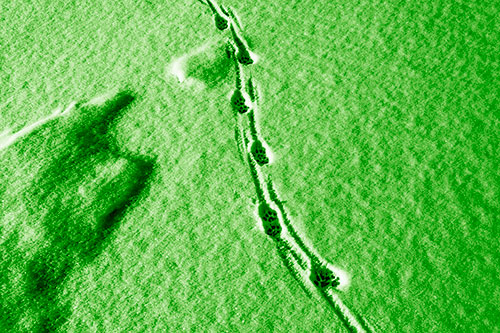 Curving Animal Footprint Trail Dragging Along Snow (Green Shade Photo)
