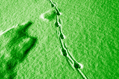 Curving Animal Footprint Trail Dragging Along Snow (Green Shade)