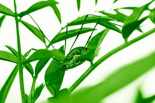 Daddy Longlegs Harvestmen Spider Crawling Down Plant Stem (Green Shade Photo)