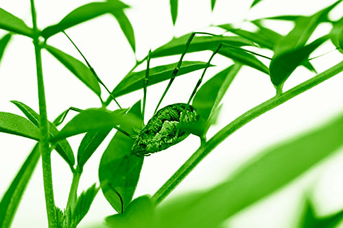 Daddy Longlegs Harvestmen Spider Crawling Down Plant Stem (Green Shade)
