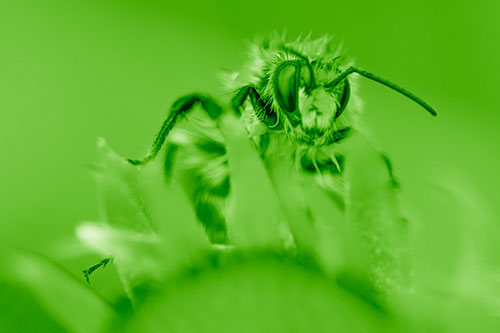 Damp Honey Bee Crawling Over Blanket Flower (Green Shade)