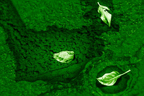 Damp Leaf Face Rests Atop Wet Desiccating Pavement (Green Shade)