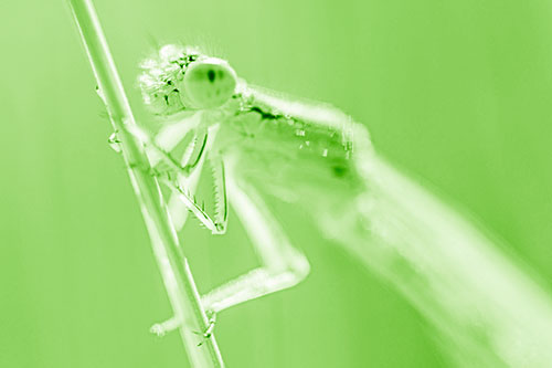 Damselfly Clamping Onto Grass Blade (Green Shade)