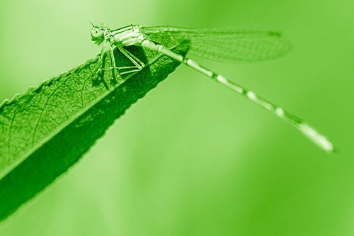 Damselfly Clamping Onto Leaf Petal Edge (Green Shade)