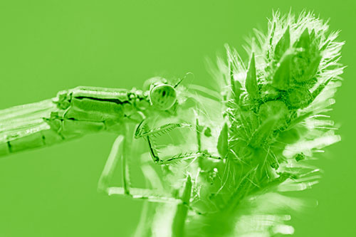 Damselfly Perched Among Fuzzy Plant (Green Shade)