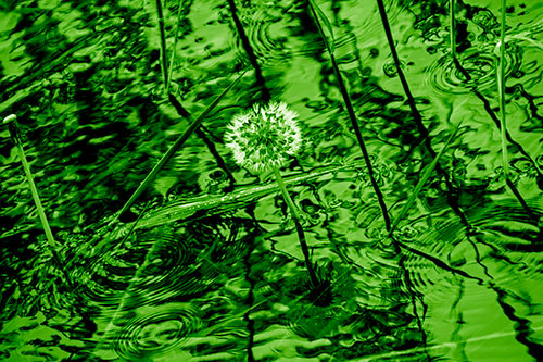 Dandelion Standing Tall During Flash Flood (Green Shade Photo)