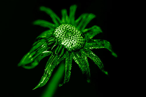 Dead Dewy Rotting Salsify Flower (Green Shade Photo)