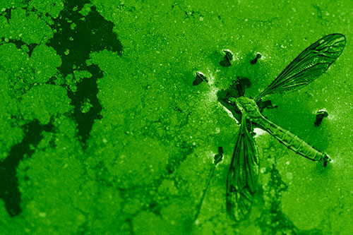 Dead Floating Crane Fly Partly Submerged Among Oily Water (Green Shade)
