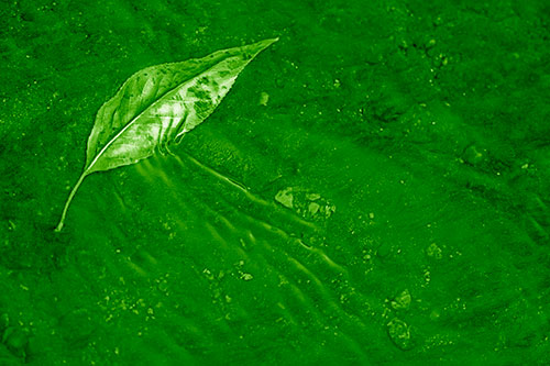 Dead Floating Leaf Creates Shallow Water Ripples (Green Shade Photo)