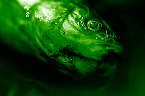 Dead Freshwater Whitefish Washed Ashore (Green Shade Photo)