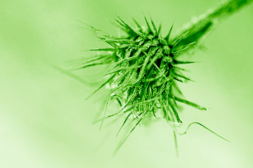 Dead Frigid Spiky Salsify Flower Withering Among Cold (Green Shade Photo)