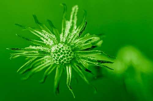 Dead Frozen Ice Covered Aster Flower (Green Shade)