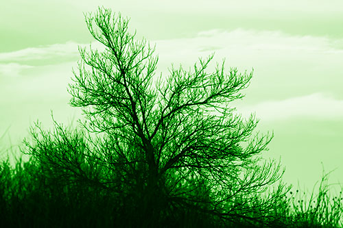 Dead Leafless Tree Standing Tall (Green Shade Photo)
