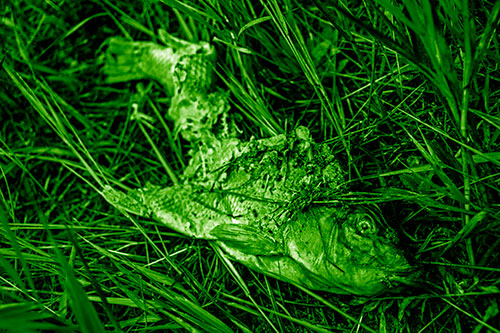 Decaying Salmon Fish Rotting Among Grass (Green Shade)