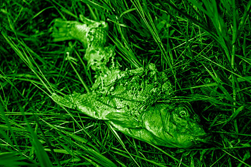 Decaying Salmon Fish Rotting Among Grass (Green Shade Photo)