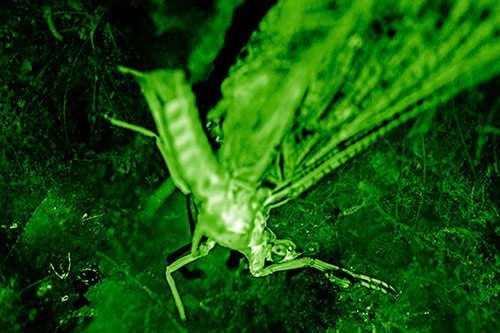 Deceased Mayfly Floating Atop Shallow River Shore (Green Shade)