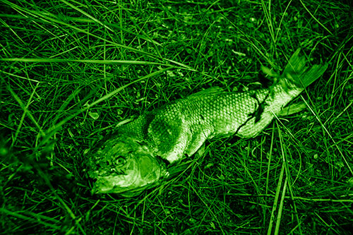 Deceased Salmon Fish Rotting Among Grass (Green Shade Photo)