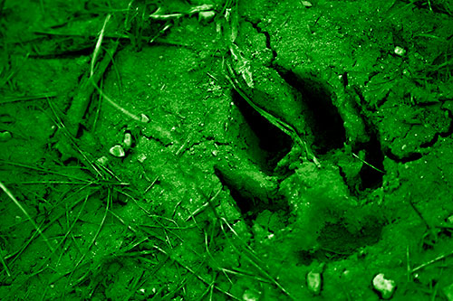 Deep Muddy Dog Footprint (Green Shade Photo)