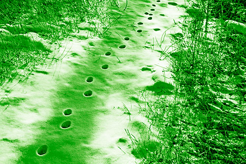 Deep Snow Animal Footprint Markings (Green Shade Photo)