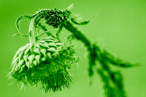 Depressed Slouching Thistle Dying From Thirst (Green Shade Photo)