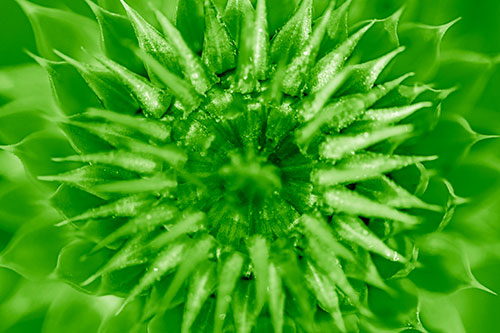 Dew Drops Cover Blooming Thistle Head (Green Shade Photo)