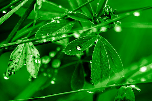 Dew Water Droplets Clutching Onto Leaves (Green Shade Photo)