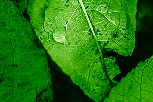 Dewy Eyed Leaf Face Cringing Towards Bug (Green Shade)