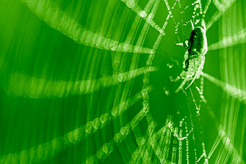 Dewy Orb Weaver Spider Hangs Among Web (Green Shade Photo)