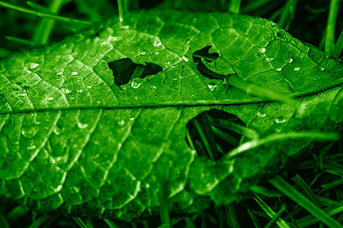 Dewy Pierced Leaf Face Screaming Among Grass Blades (Green Shade)