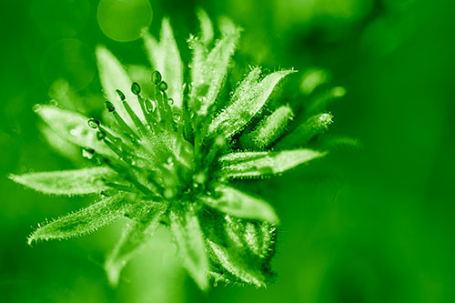 Dewy Spiked Sempervivum Flower (Green Shade Photo)