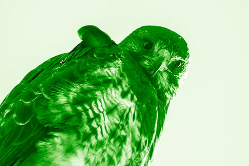 Direct Eye Contact With Rough Legged Hawk (Green Shade)