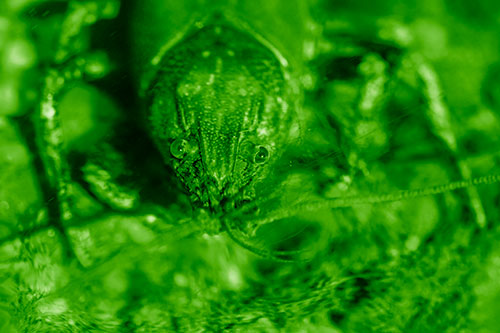 Direct Eye Contact With Water Submerged Crayfish (Green Shade Photo)