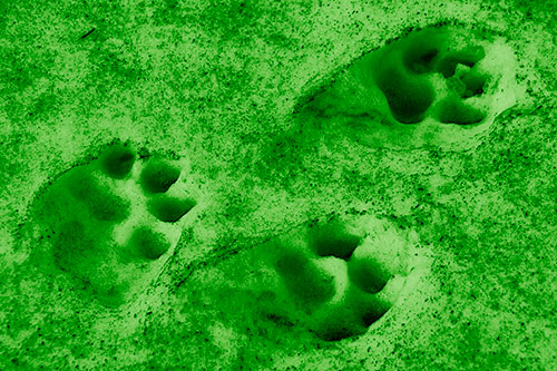 Dirty Dog Footprints In Snow (Green Shade Photo)