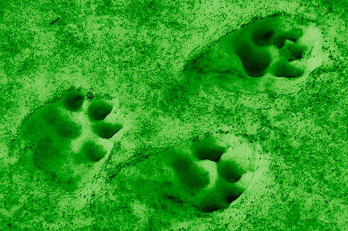 Dirty Dog Footprints In Snow (Green Shade)