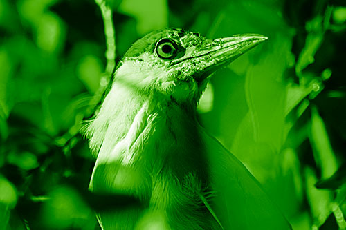 Dirty Faced Black Crowned Night Heron (Green Shade Photo)