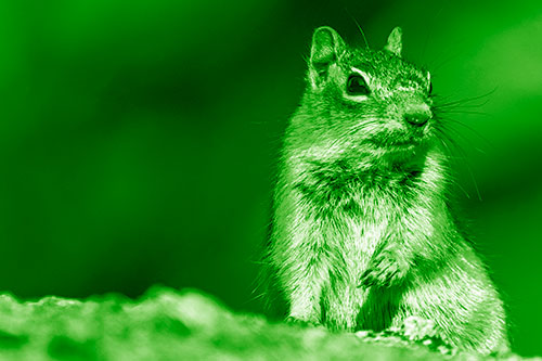 Dirty Nosed Squirrel Atop Rock (Green Shade Photo)