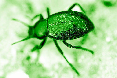 Dirty Shelled Beetle Among Dirt (Green Shade Photo)
