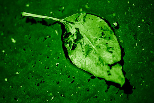 Distressed Rotting Leaf Face Among Wet Pavement (Green Shade)