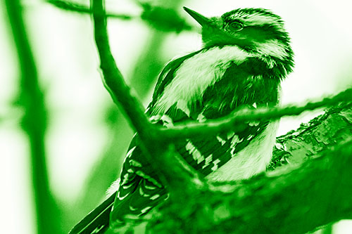 Downy Woodpecker Twists Head Backwards Atop Branch (Green Shade Photo)