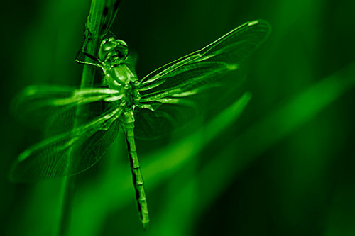 Dragonfly Grabs Ahold Grass Blade (Green Shade)