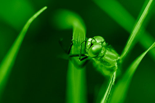 Dragonfly Hugging Grass Blade Tightly (Green Shade Photo)