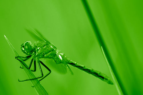 Dragonfly Perched Atop Sloping Grass Blade (Green Shade Photo)