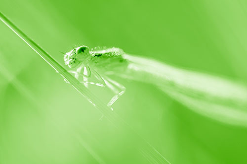 Dragonfly Rides Grass Blade Among Sunlight (Green Shade Photo)