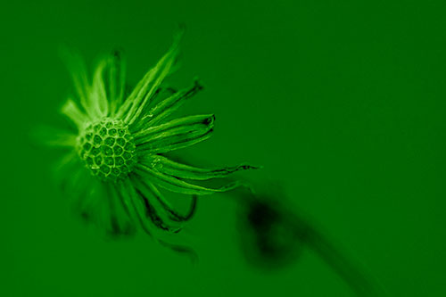 Dried Curling Snowflake Aster Among Darkness (Green Shade Photo)