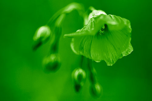 Droopy Flax Flower During Rainstorm (Green Shade Photo)