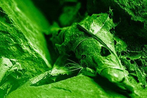 Dry Frowning Leaf Face Resting Between Rocks (Green Shade)
