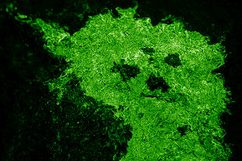 Dry Smirking Moss Face Among Damp Rock Surface (Green Shade)